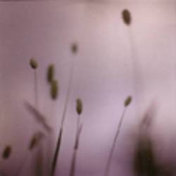 Album artwork for Human Ceremony by Sunflower Bean