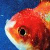 Album artwork for Big Fish Theory by Vince Staples