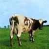 Album artwork for Atom Heart Mother by Pink Floyd